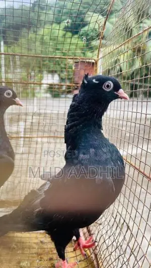 Nuns Pigeon