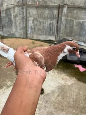 Pigeon