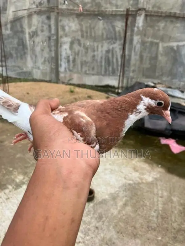 Pigeon