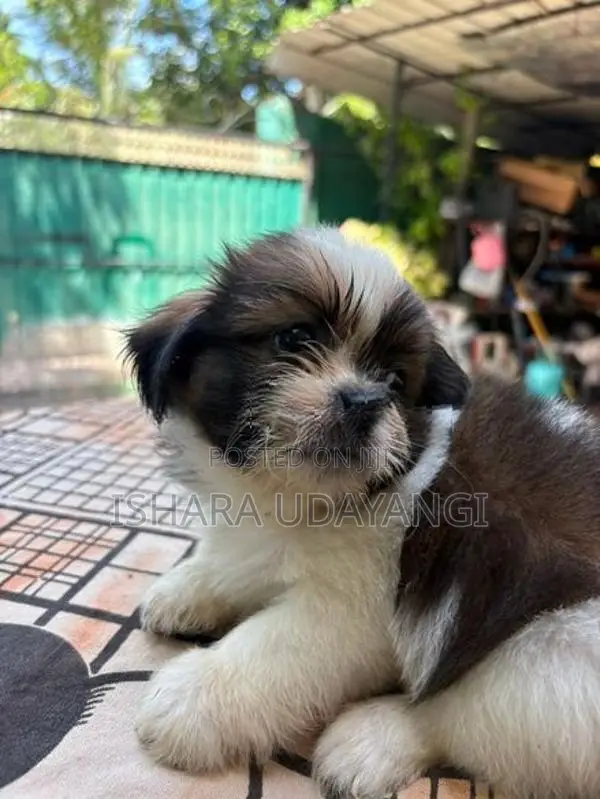 Shih Tzu Puppy