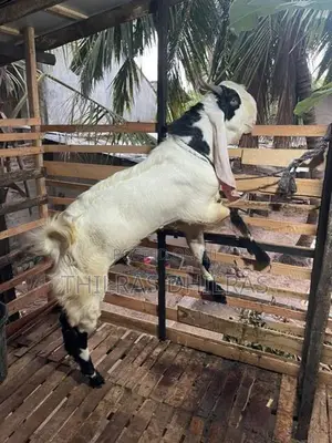 ஜமுனா பாரி கிடா