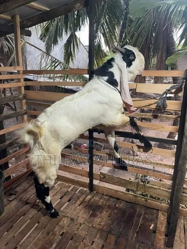ஜமுனா பாரி கிடா
