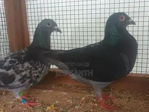 Pigeons