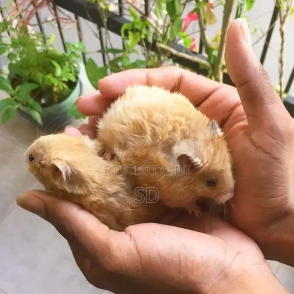 Hamsters