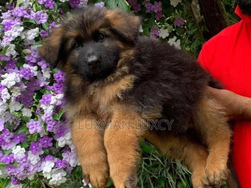 German Shepherd Puppies