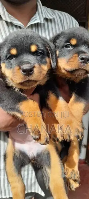 Rottweiler Puppies