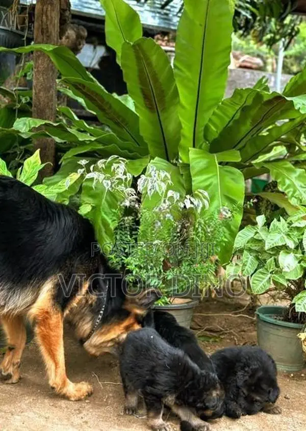 German Shapherd Long Coat Puppies