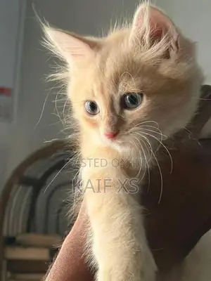 Ginger Persian Cat