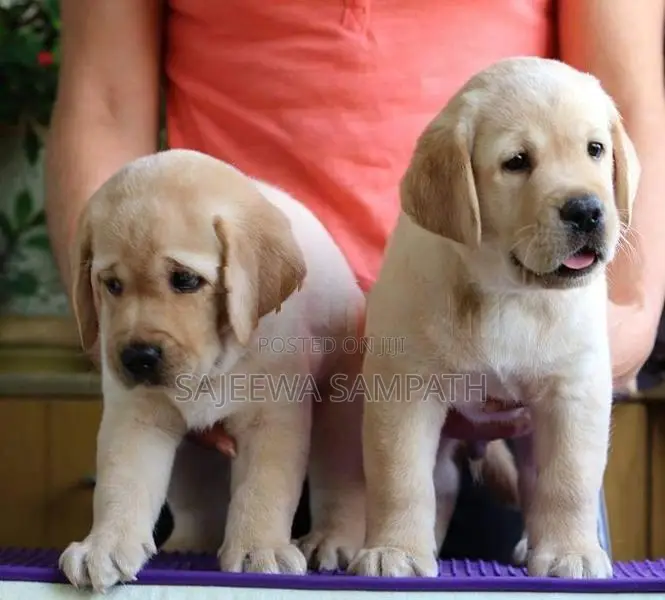 Labrador puppies (Big born-Big head)KASL FCI