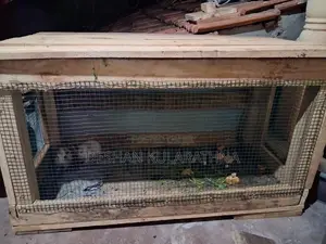 Guinea Pigs