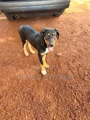 Great Dane - German Shepherd Cross Female Puppy