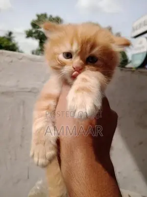 Persian Kittens