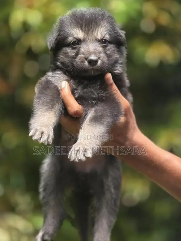 German Shepherd Puppies