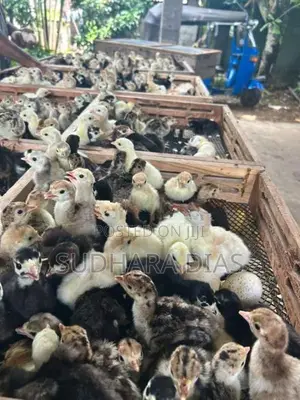 Day Old Turky Chicks
