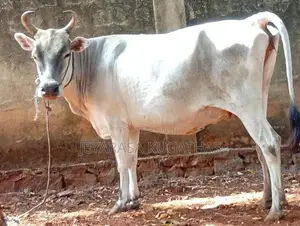 Milk Cow