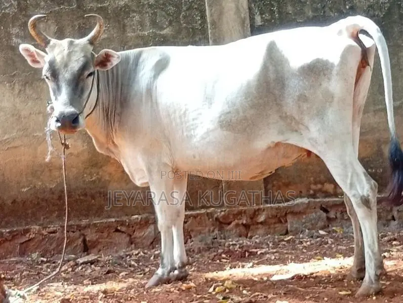 Milk Cow