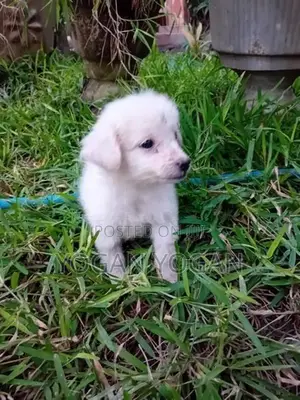 Pomeranian Dog