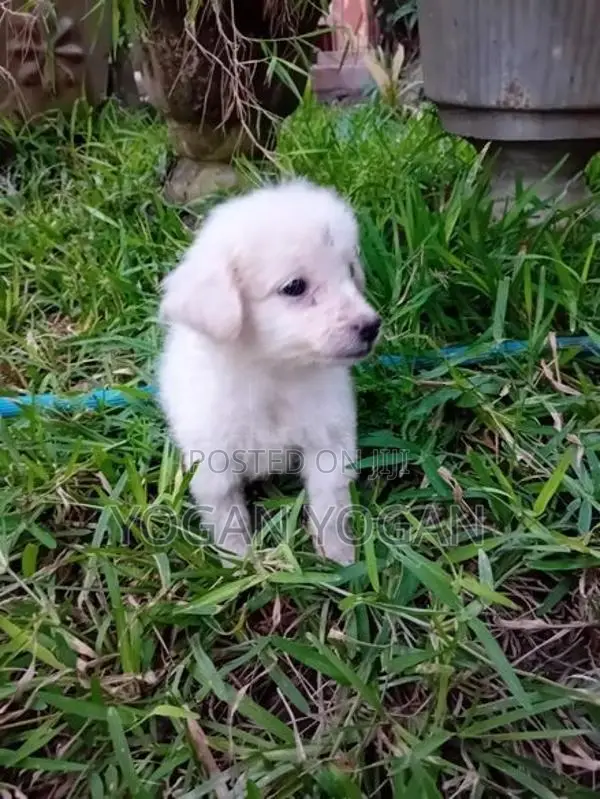 Pomeranian Dog