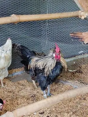 කුකුළු