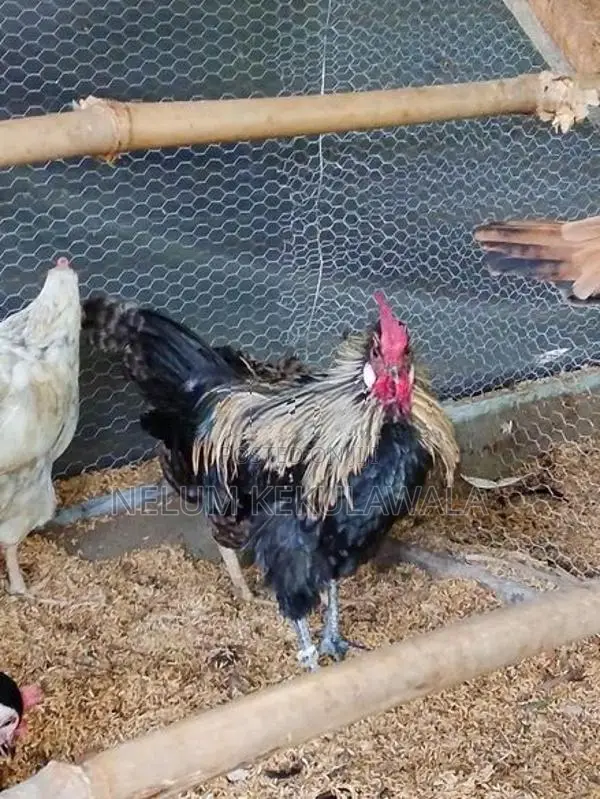 කුකුළු