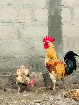 Aseel Rooster