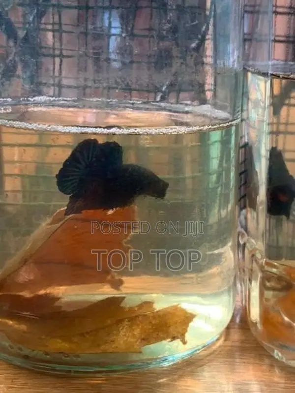 New plakat betta fish