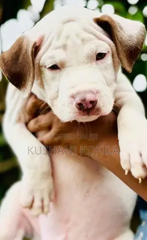 American Bully XL Puppies