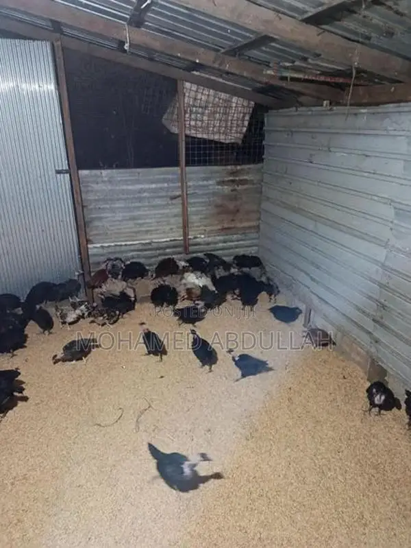 நாட்டுக்கோழி