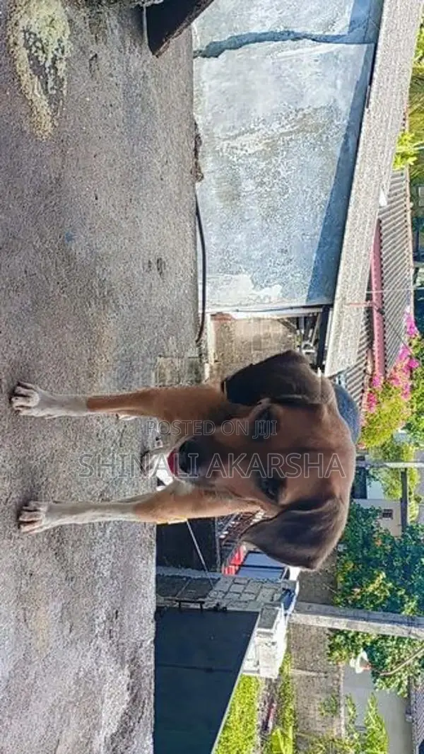 Beagle female dog