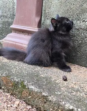 persian kitten