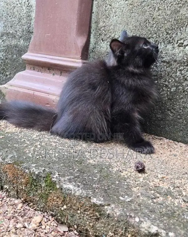 persian kitten