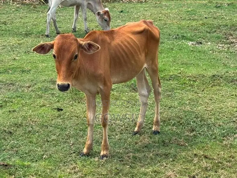 நாம்பன் கன்று