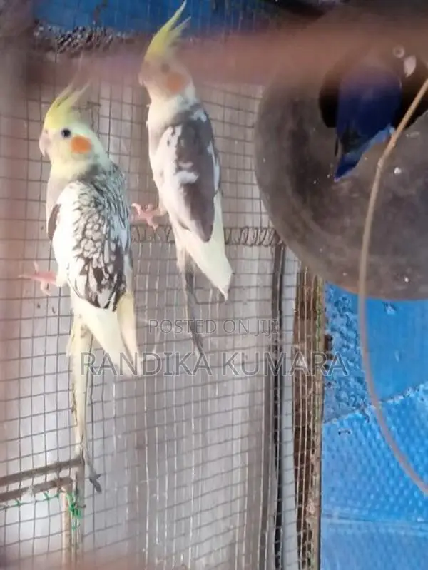 Cockatiel Bird