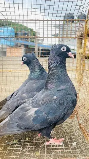Nuns Pigeon