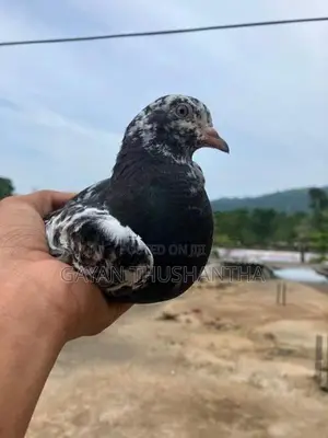 Pigeon
