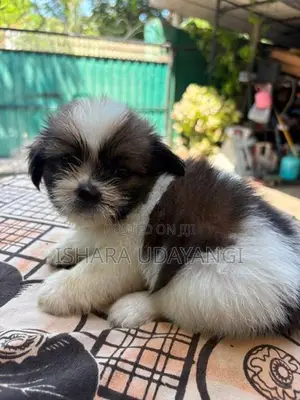 Shih Tzu Puppy
