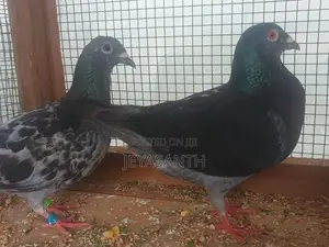Pigeons