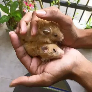 Hamsters
