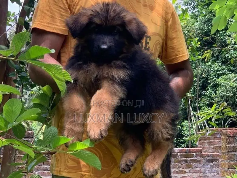 German Shepherd Puppies
