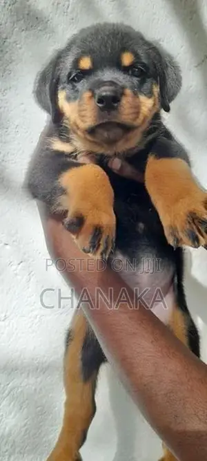 Rottweiler Puppies
