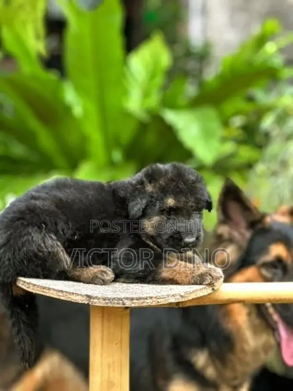 German Shapherd Long Coat Puppies