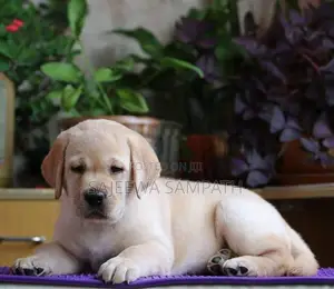 Labrador puppies (Big born-Big head)KASL FCI