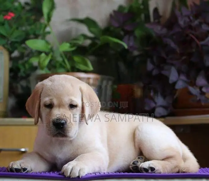 Labrador puppies (Big born-Big head)KASL FCI