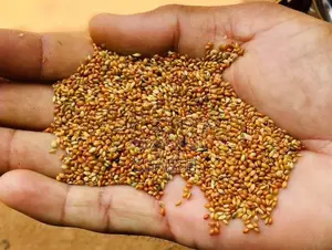தினை சாமி