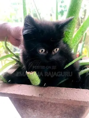 Persian Mix Kittens