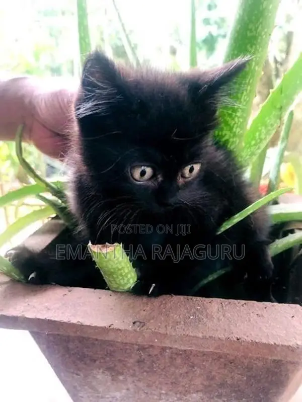 Persian Mix Kittens