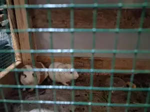 Guinea Pigs