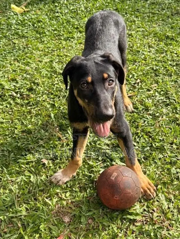 Great Dane - German Shepherd Cross Female Puppy