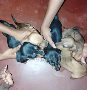 Dachshund Puppies