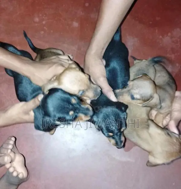 Dachshund Puppies
